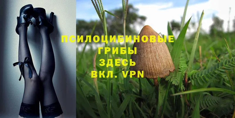 дарнет шоп  Семикаракорск  Псилоцибиновые грибы MAGIC MUSHROOMS 